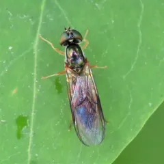 Sargus decorus thumbnail 4
