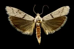 Homoeosoma ardaloniphas thumbnail 2