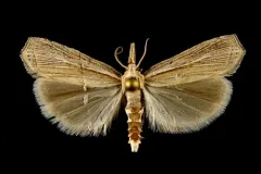 Loxocrambus awemensis thumbnail 3