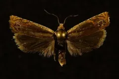 Hystrichophora ochreicostana thumbnail 3