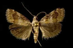 Pococera baptisiella thumbnail 4