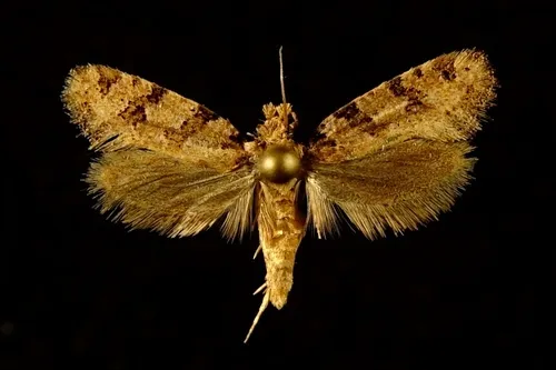 Amydria obliquella