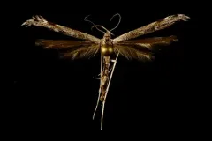 Wormwood Plume Moth thumbnail 2
