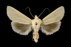 Greenish Dune Moth thumbnail 3