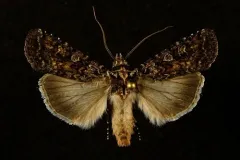 Fawn Brown Dart thumbnail 3