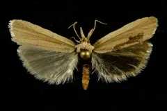 Dune Panic Grass Moth thumbnail 2