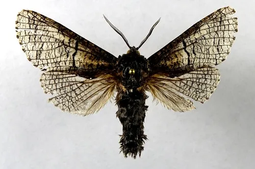 Acossus undosus
