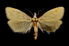 Phtheochroa aegrana thumbnail 2