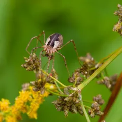 Saddleback Harvestman thumbnail 2