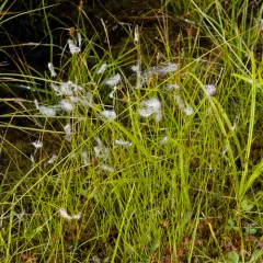 Cotton Deergrass thumbnail 2