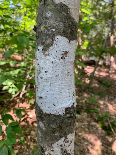 Puddin' Pots Lichen