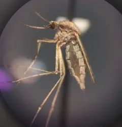 Summer Salt Marsh Mosquito thumbnail 3
