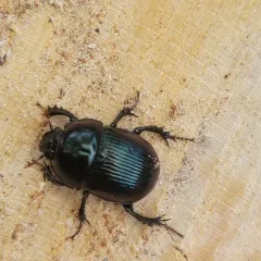 Baly's Earth-boring Beetle thumbnail 1