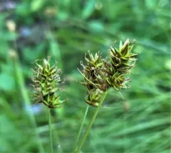 hood's sedge thumbnail 2
