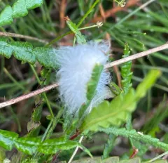 Black-waved Flannel Moth thumbnail 1