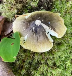 Tricholoma subsejunctum thumbnail 4