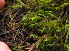 Dichelyma Moss thumbnail 3