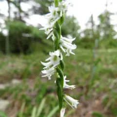 Slender Ladies' Tresses thumbnail 2