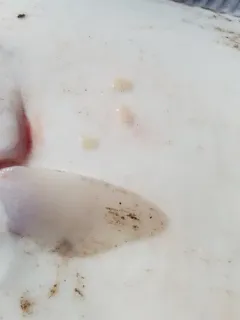 Entobdella hippoglossi thumbnail 2