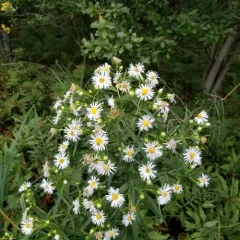 shining aster thumbnail 3
