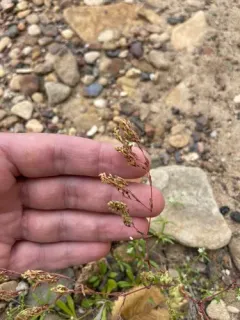Cluster-stemmed Nailwort thumbnail 3