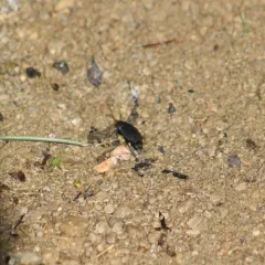 Garden Carrion Beetle thumbnail 3