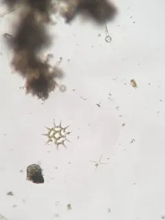 Monactinus simplex thumbnail 3
