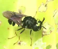 Stratiomys norma thumbnail 2