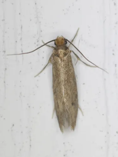 Tinea svenssoni