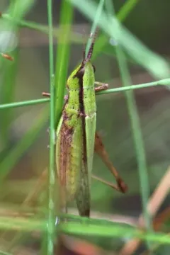 Clipped-winged Grasshopper thumbnail 3