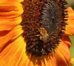 Agile Longhorn Bee thumbnail 4