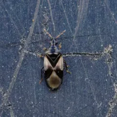 Insidious flower bug thumbnail 2