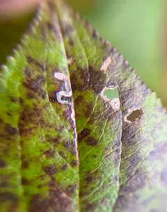 Apple Skeletonizer Moth thumbnail 3