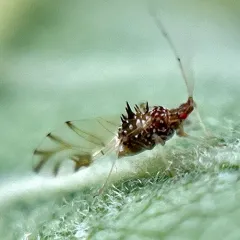 painted maple aphid thumbnail 2