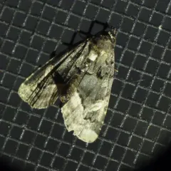 Black Wedge-spot thumbnail 3