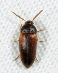 Hallomenus scapularis thumbnail 3