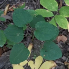 Upright Carrionflower thumbnail 4