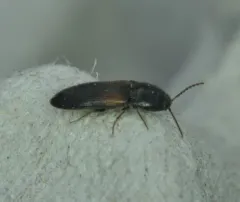 Chick Click Beetle thumbnail 4