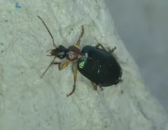 Lebia tricolor thumbnail 3