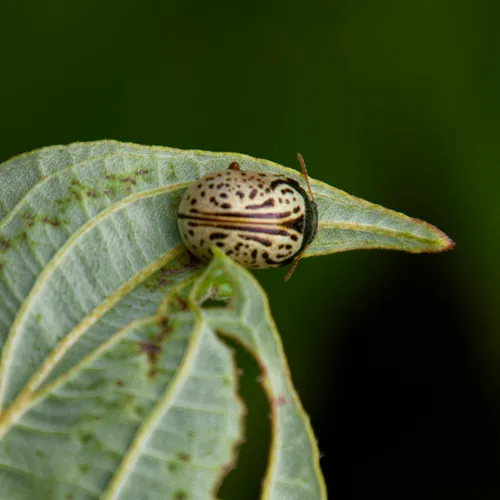 Dogwood Leaf Beetle