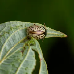 Dogwood Leaf Beetle thumbnail 1