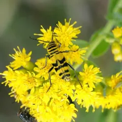 Amorpha Borer thumbnail 3