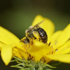 Sunflower Mining Bee thumbnail 2