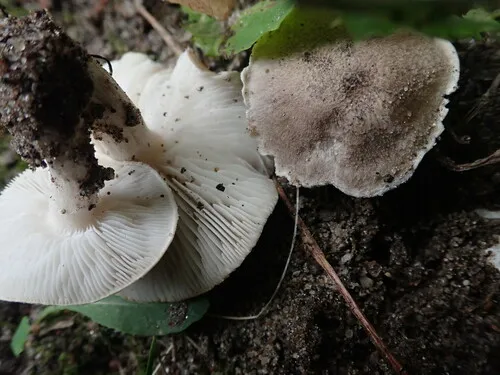 Tricholoma inocybeoides