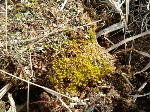 Awl-leaved Earth-moss