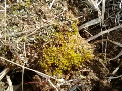 Awl-leaved Earth-moss thumbnail 1