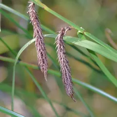 slough sedge thumbnail 2
