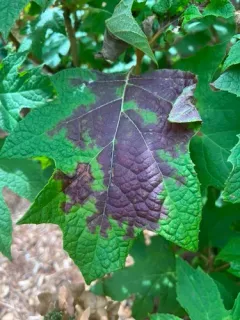 Cercospora hydrangeae thumbnail 2