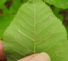 Stigmella caryaefoliella thumbnail 3
