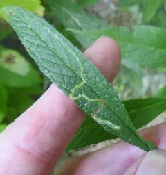 Liriomyza cracentis thumbnail 4